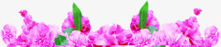 紫色浪漫花朵植物节日母亲节素材