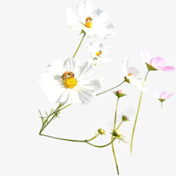 白色唯美花瓣蜜蜂素材