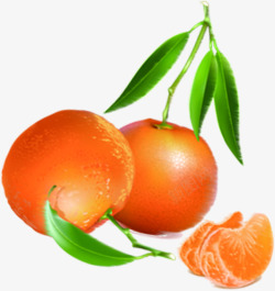橙子树枝橙子水果树枝风光高清图片