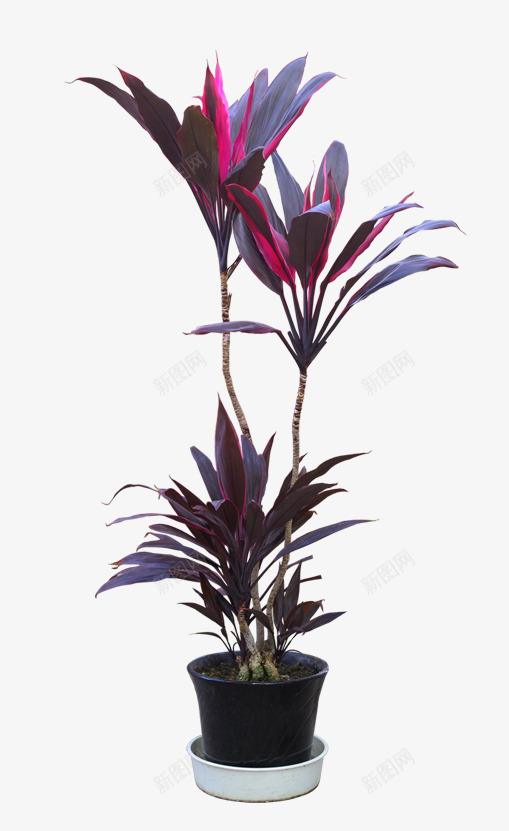 植物png免抠素材_88icon https://88icon.com 植物 盆景 艺术花盆 陶瓷花盆