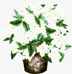花盆里面的白色鲜花素材