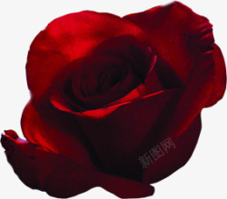 大红鲜红色玫瑰花素材