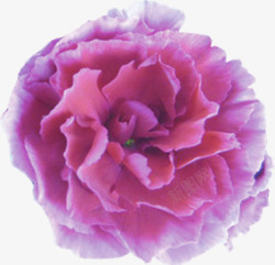 母亲节康乃馨粉色花朵装饰素材