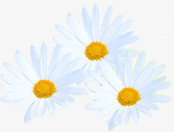 白色唯美花朵植物装饰母亲节素材
