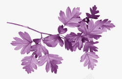 紫色枝叶素材