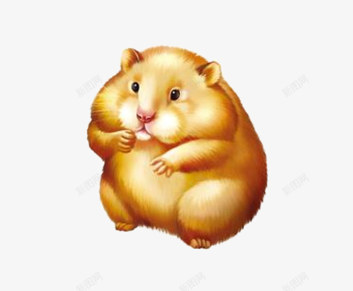 圆圆的小松鼠片png免抠素材_88icon https://88icon.com 卡通手绘小松鼠图片 可爱的小松鼠图片 小动物背景图片 金黄色的小松鼠图片