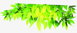 绿色清新树叶风光装饰素材