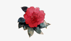 红色花朵手绘玫瑰花素材
