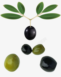 带绿色枝叶的黑色油橄榄素材