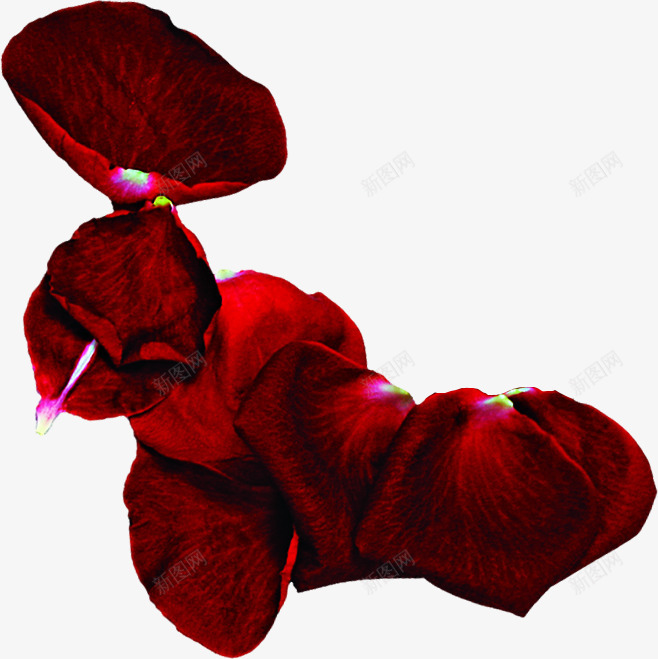 红色玫瑰花瓣情人节png免抠素材_88icon https://88icon.com 情人节 玫瑰 红色 花瓣