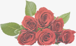 红色梦幻玫瑰花朵花束素材