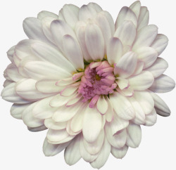 白色绽放花朵素材