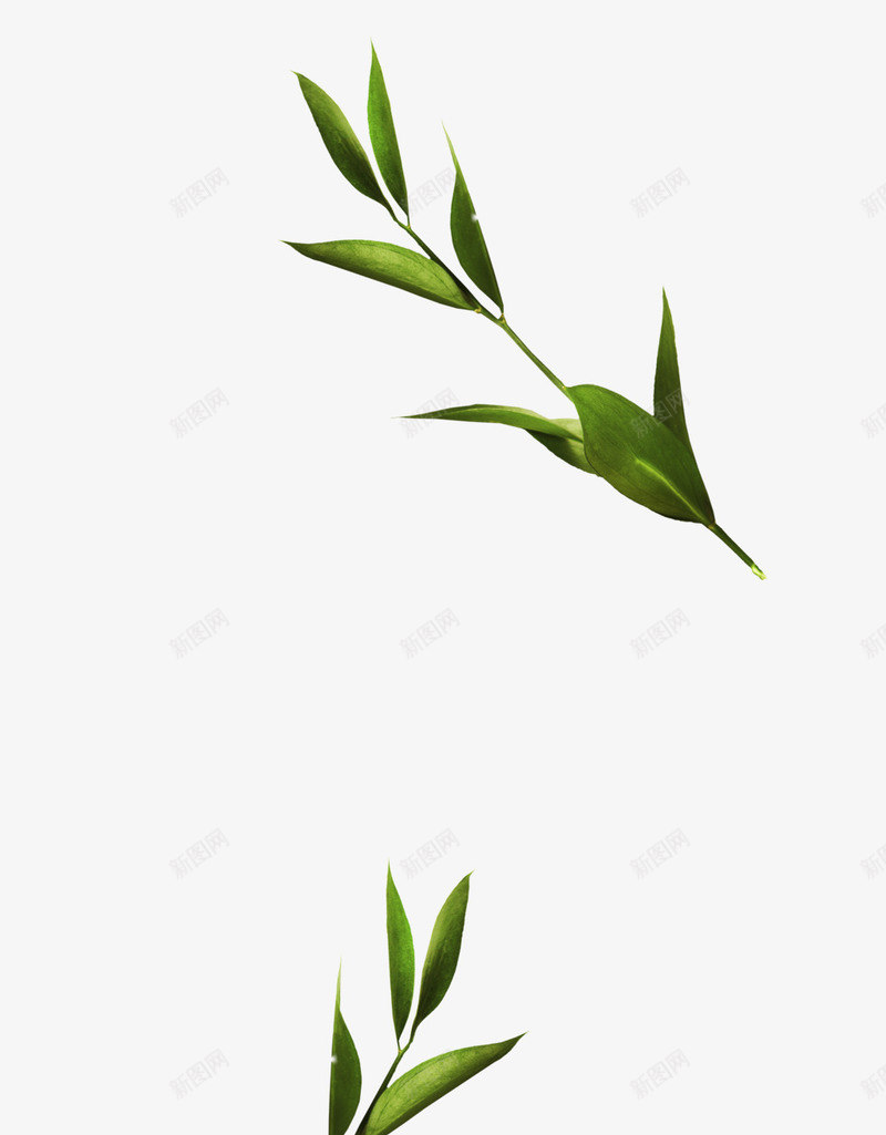 绿色细长枝叶png免抠素材_88icon https://88icon.com 枝叶 素材 细长 绿色