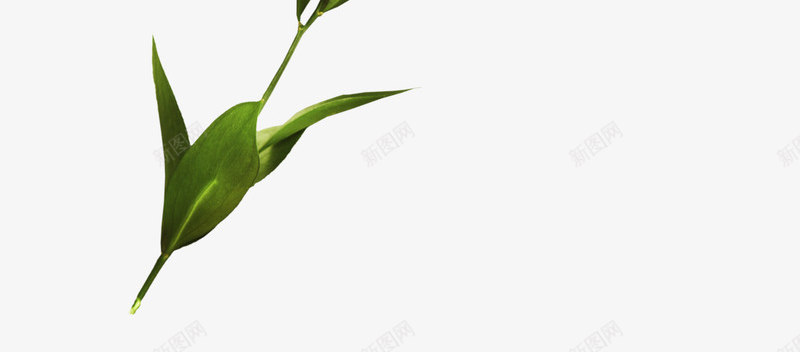 绿色细长枝叶png免抠素材_88icon https://88icon.com 枝叶 素材 细长 绿色