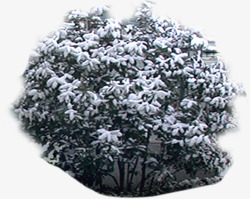 冬季风光美景雪景素材