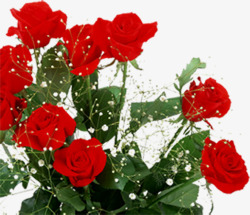 海报植物玫瑰花红色素材