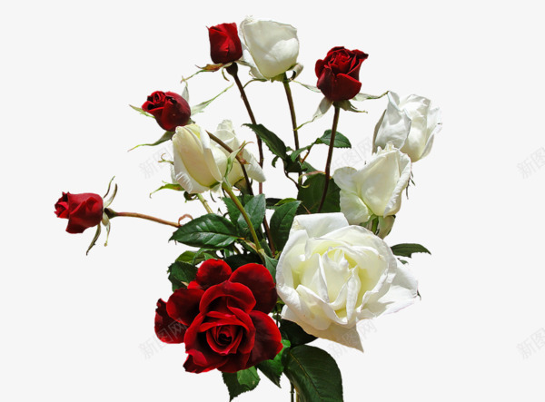 一束红玫瑰白玫瑰png免抠素材_88icon https://88icon.com 产品实物 白玫瑰 红玫瑰 鲜花实拍
