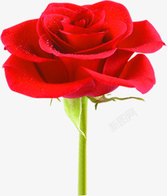 单只红色玫瑰花素材