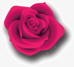 品红色玫瑰花素材