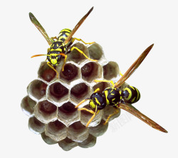 蜂巢蜜蜂素材