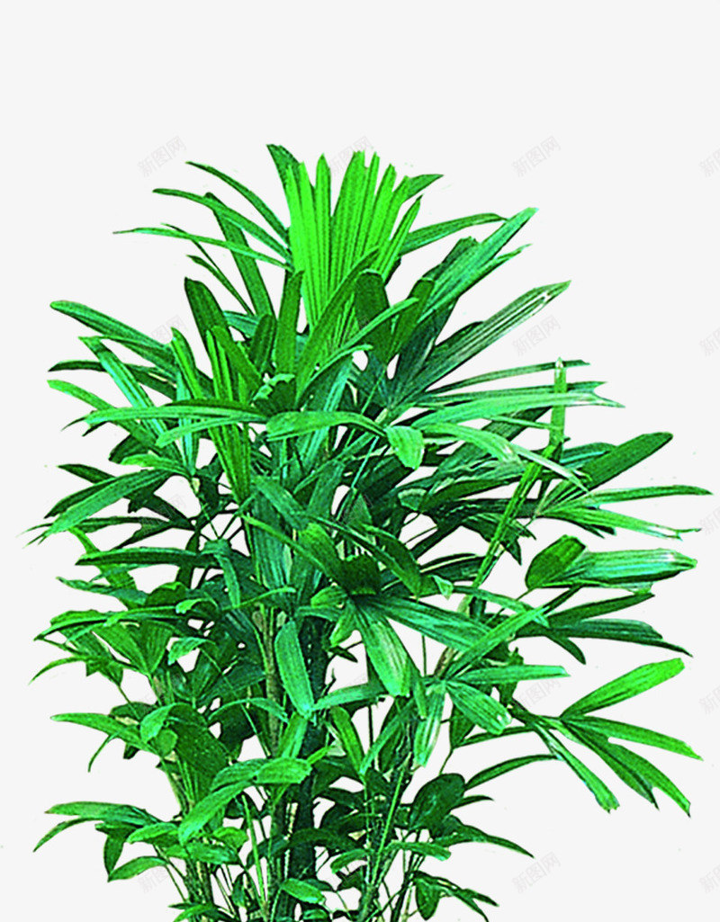 绿色清新植物摆件png免抠素材_88icon https://88icon.com 摆件 植物 清新 绿色