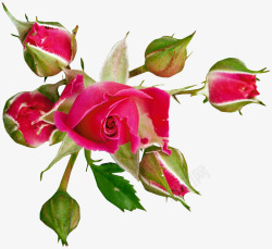 花之韵红色玫瑰花高清图片