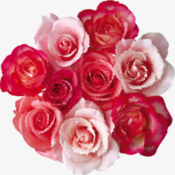 红色粉色玫瑰花七夕情人节素材
