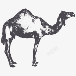 一只可爱的骆驼素描画素材
