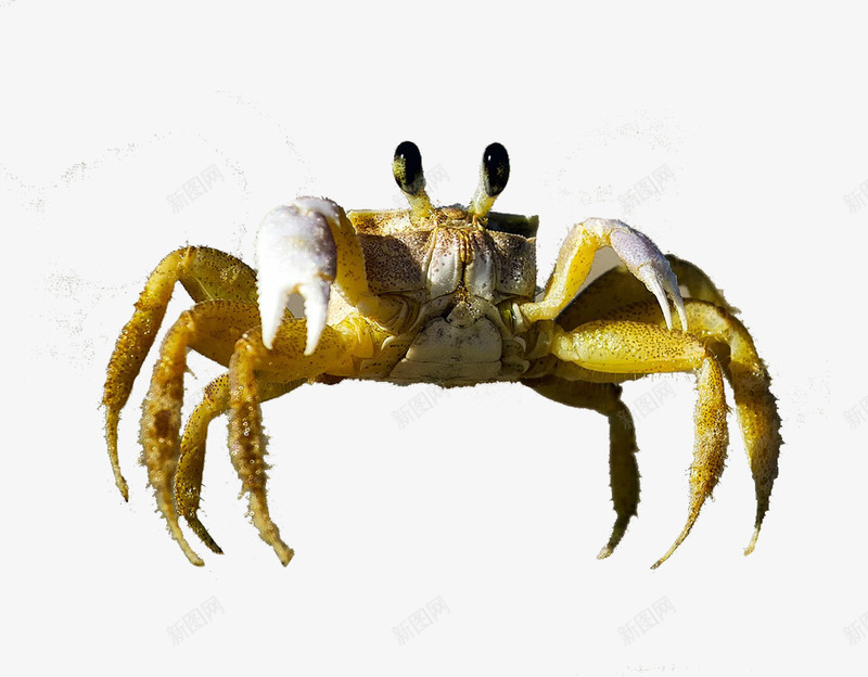 爬行的螃蟹png免抠素材_88icon https://88icon.com 爬行 螃蟹 蟹爪 蟹钳