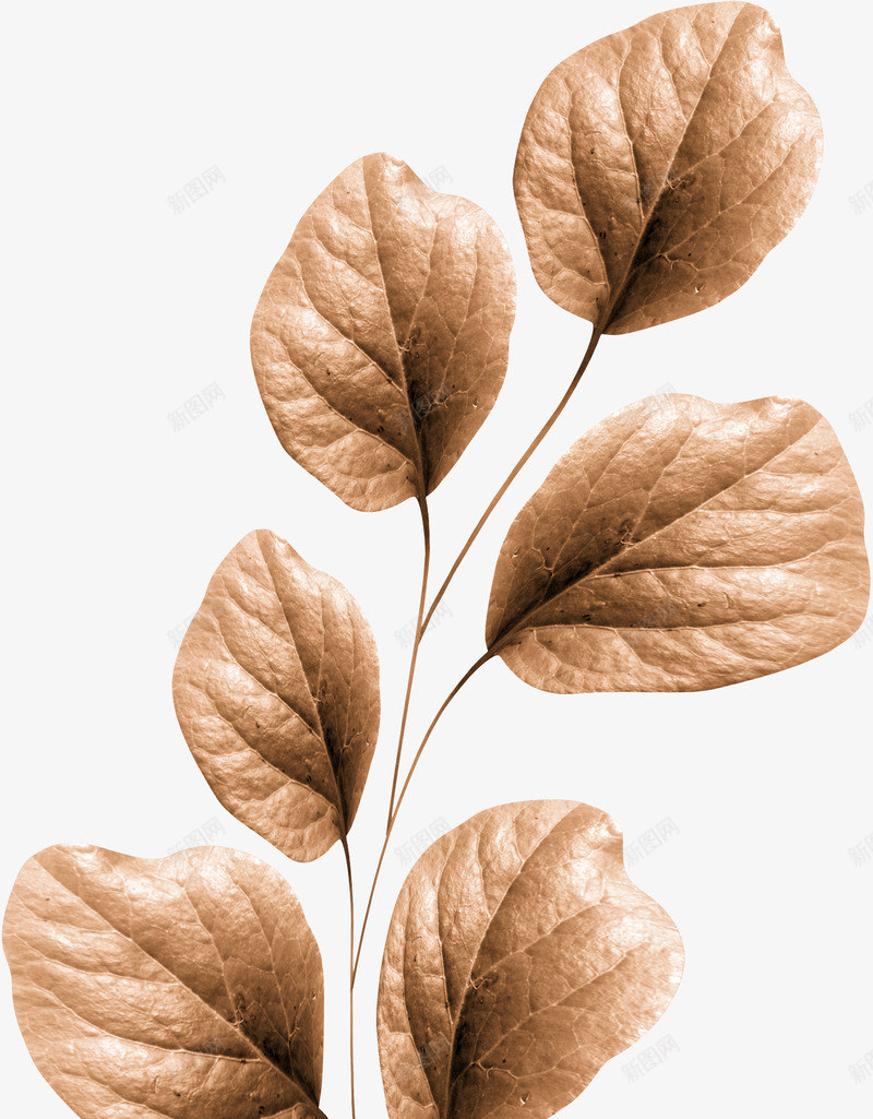 橙色漂亮枝叶png免抠素材_88icon https://88icon.com 叶子 枝叶 树叶 树枝 橙色枝叶 漂亮枝叶