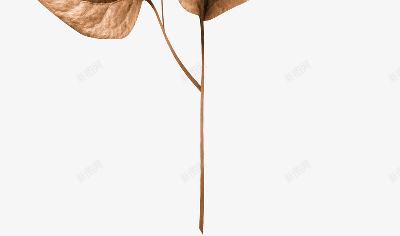 橙色漂亮枝叶png免抠素材_88icon https://88icon.com 叶子 枝叶 树叶 树枝 橙色枝叶 漂亮枝叶