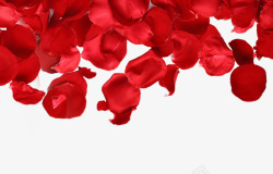 情人节红色玫瑰花朵和花瓣装饰素材