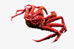 红色的霸王蟹素材