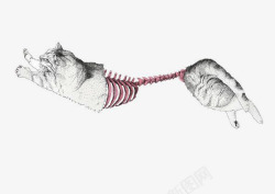 猫骨骼插画制作素材