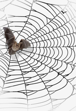 蜘蛛网蝙蝠素材