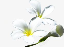 白色简约手绘花朵风光素材