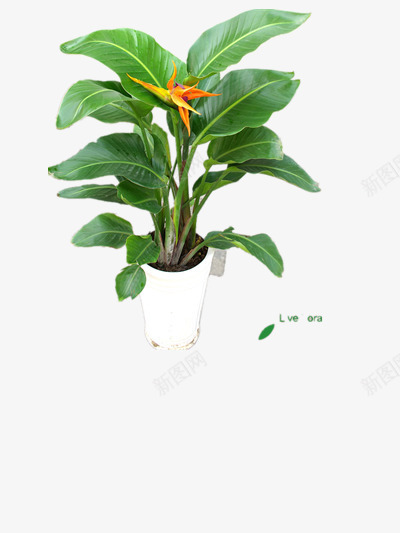 开花的植物png免抠素材_88icon https://88icon.com 植物 素材 绿色 花盆