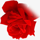玫瑰红色七夕情人节素材