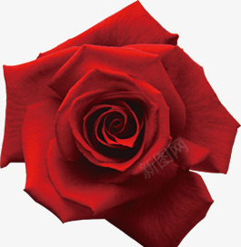红色玫瑰花朵植物情人节png免抠素材_88icon https://88icon.com 情人 植物 玫瑰 红色 花朵