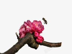 漂亮蜜蜂枝头的蜜蜂片高清图片