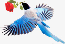 蓝色鸟衔红色玫瑰素材