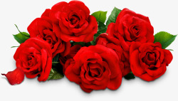 创意元素浪漫红色玫瑰花摄影素材