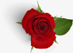 红色玫瑰花产品实物素材