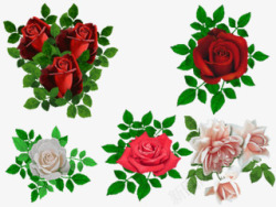 红玫瑰粉玫瑰花朵植物素材
