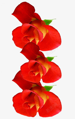 红色节日花朵玫瑰素材