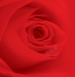 红色绽放唯美玫瑰花素材