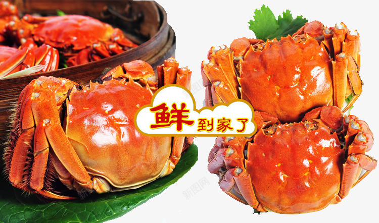 大闸蟹美味png免抠素材_88icon https://88icon.com 大闸蟹 美食 螃蟹