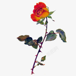 红色玫瑰花彩绘花朵素材
