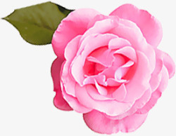 创意摄影红色的玫瑰花情人节礼物素材