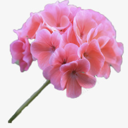 单枝粉色绣球花素材